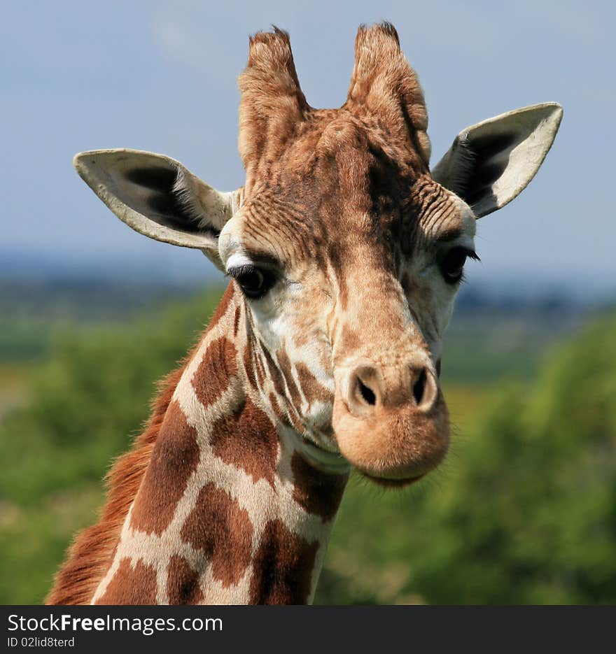 Head and neck of a giraffe. Head and neck of a giraffe