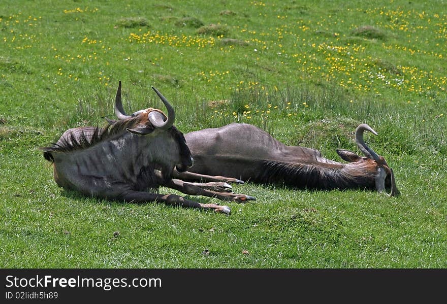 Two wildebeest animals lying on grass. Two wildebeest animals lying on grass