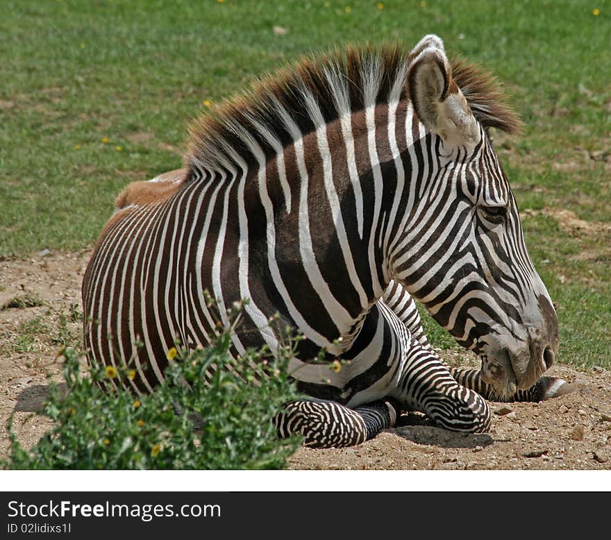 Zebra animal lying on the grass. Zebra animal lying on the grass