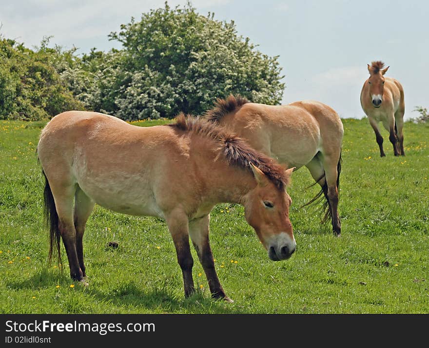 Przewalski Horses