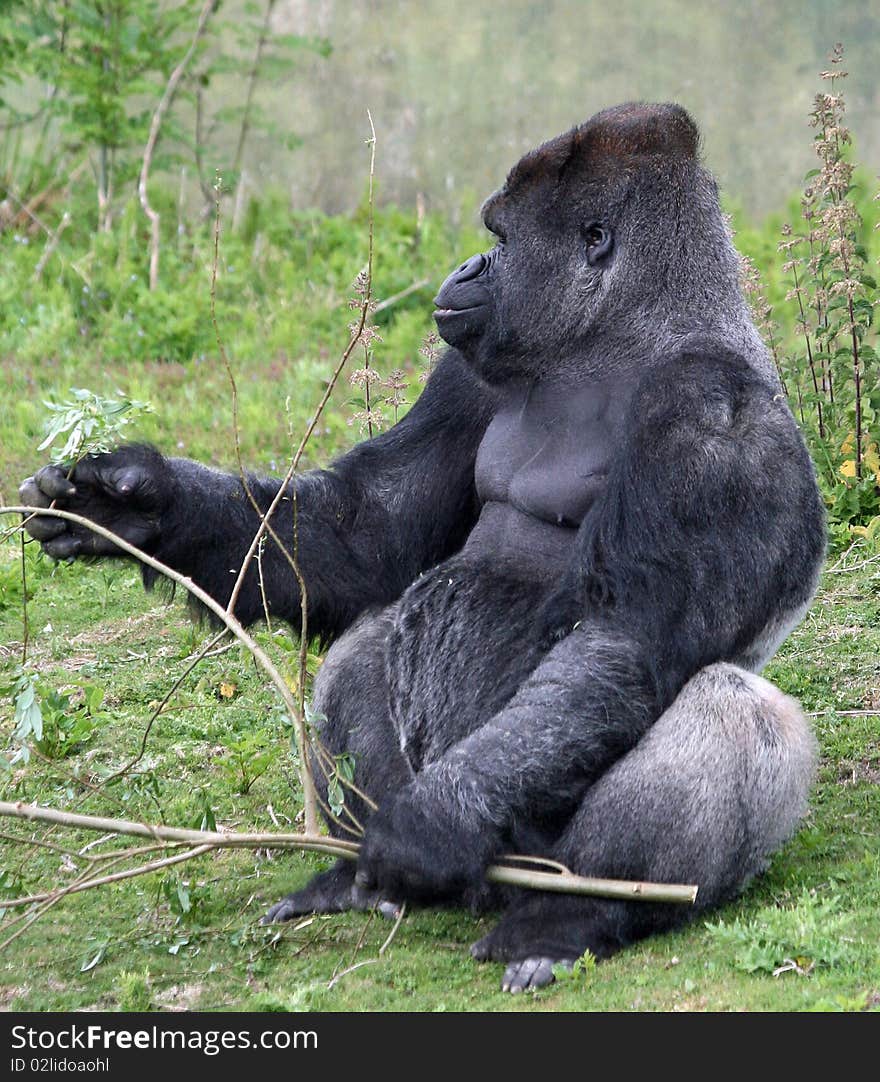 Gorilla sitting at feeding time. Gorilla sitting at feeding time