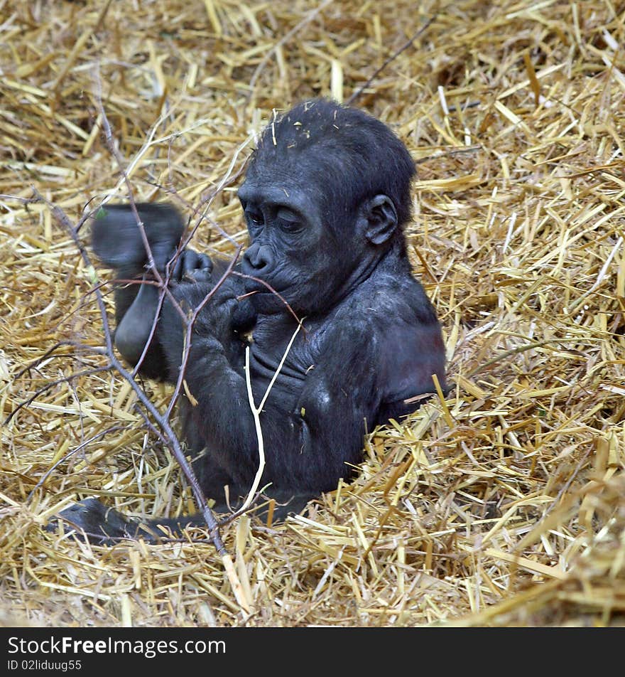 Baby Gorilla