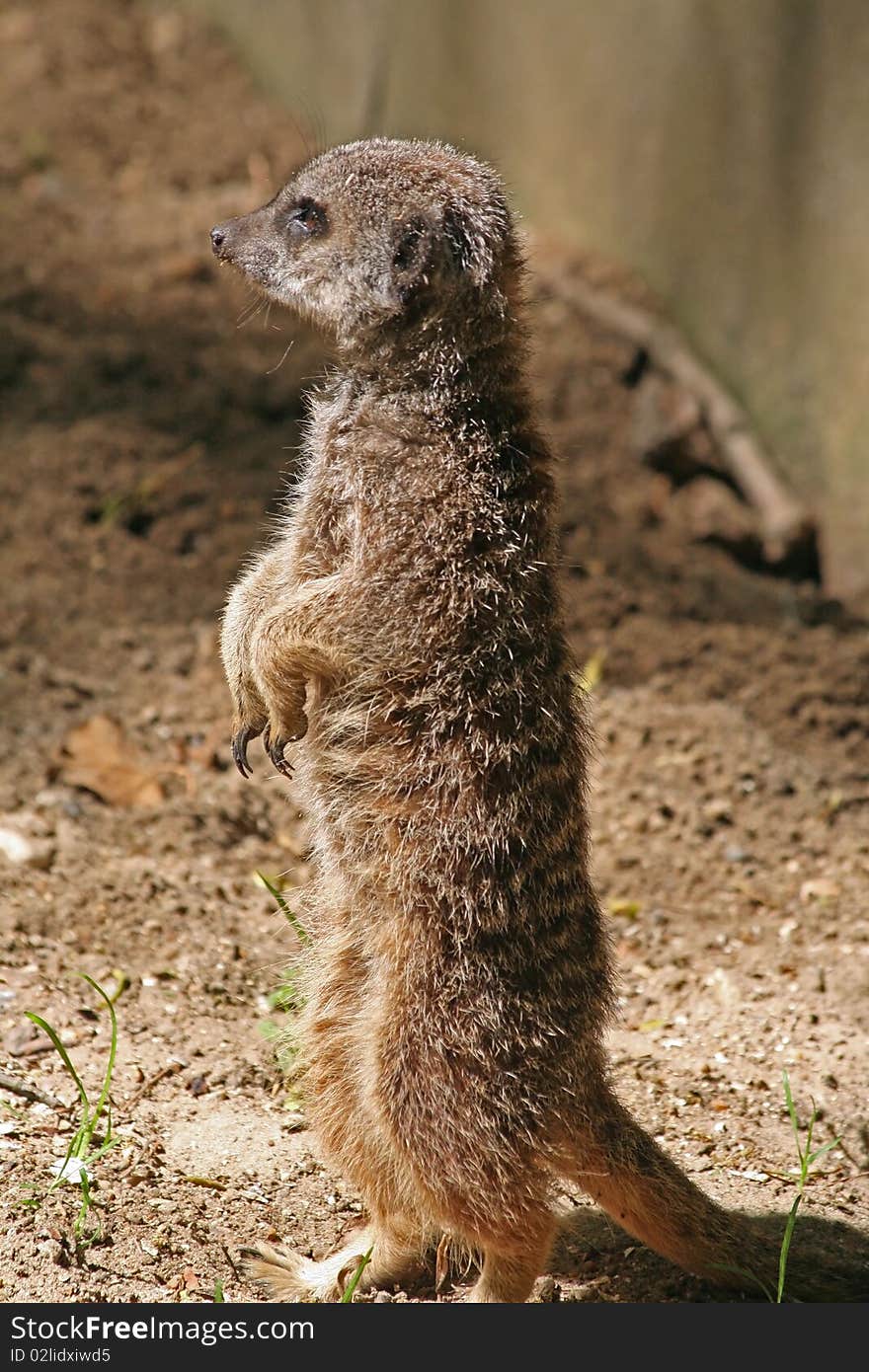 Meerkat 6