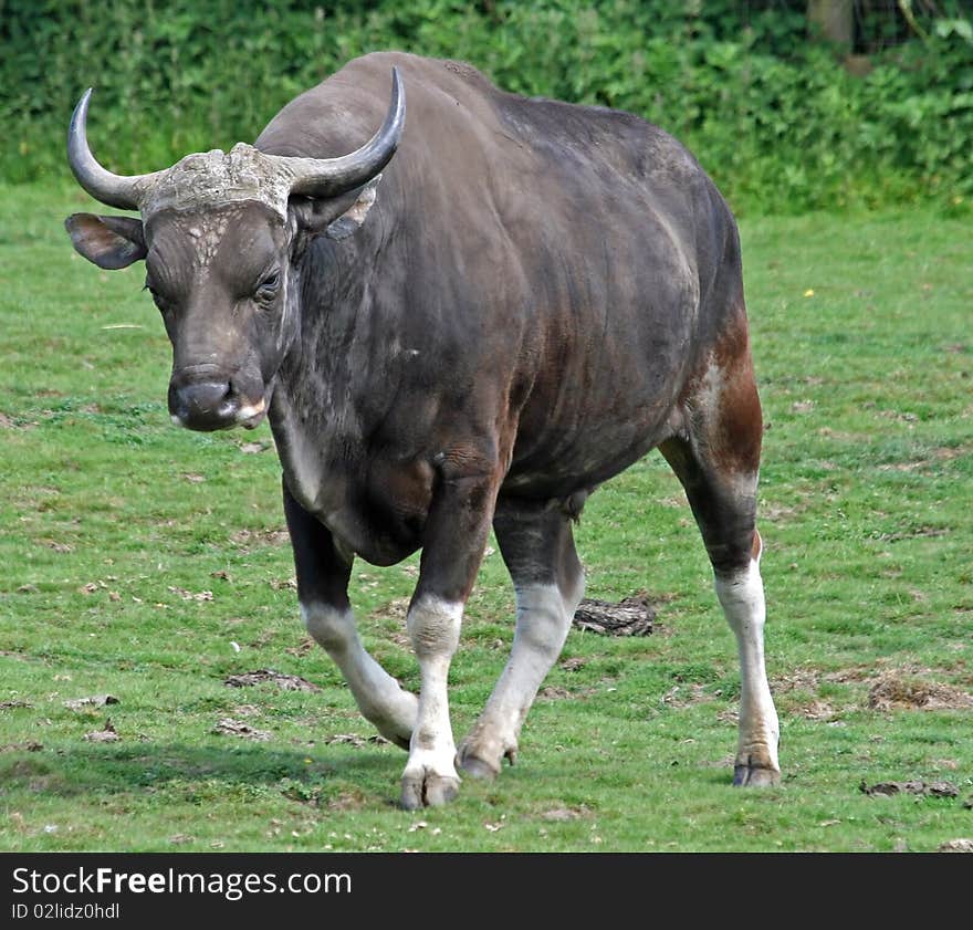 Gaur