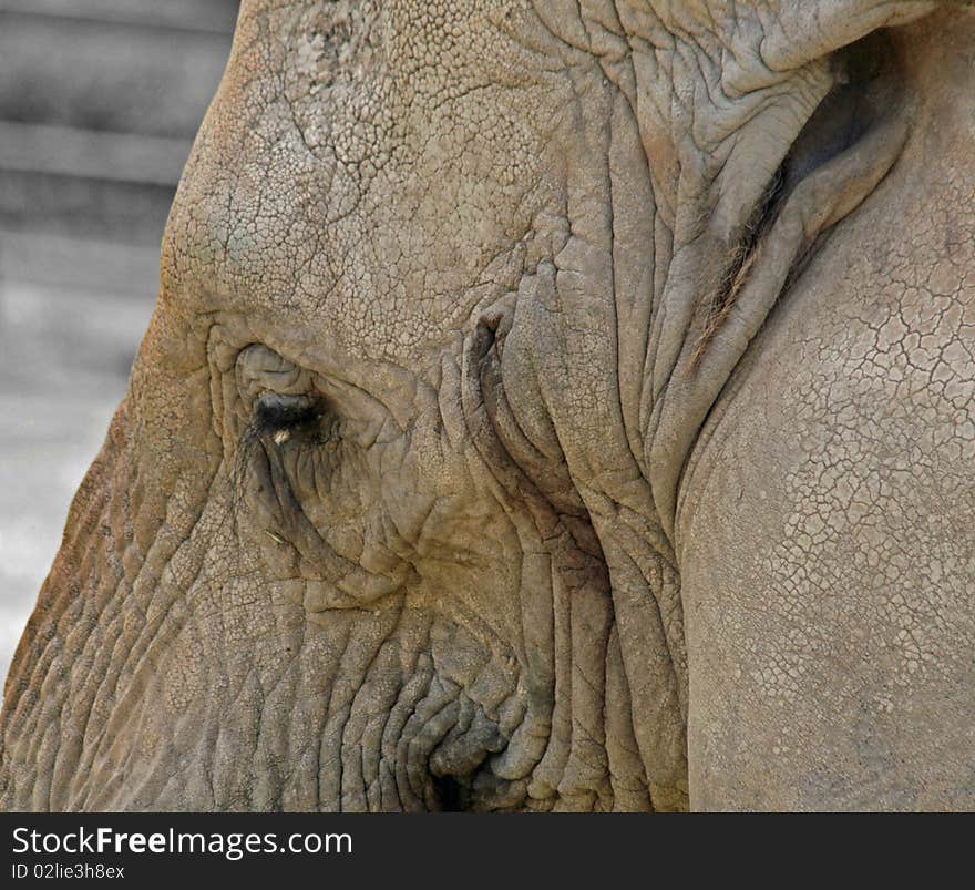 Close up of side of elephant head