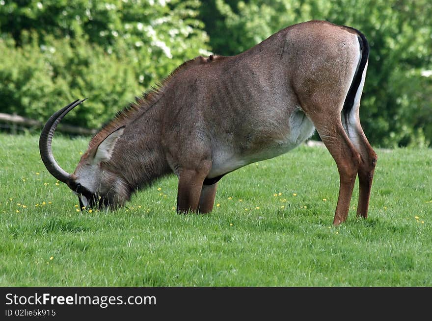 Roan antelope in a field. Roan antelope in a field