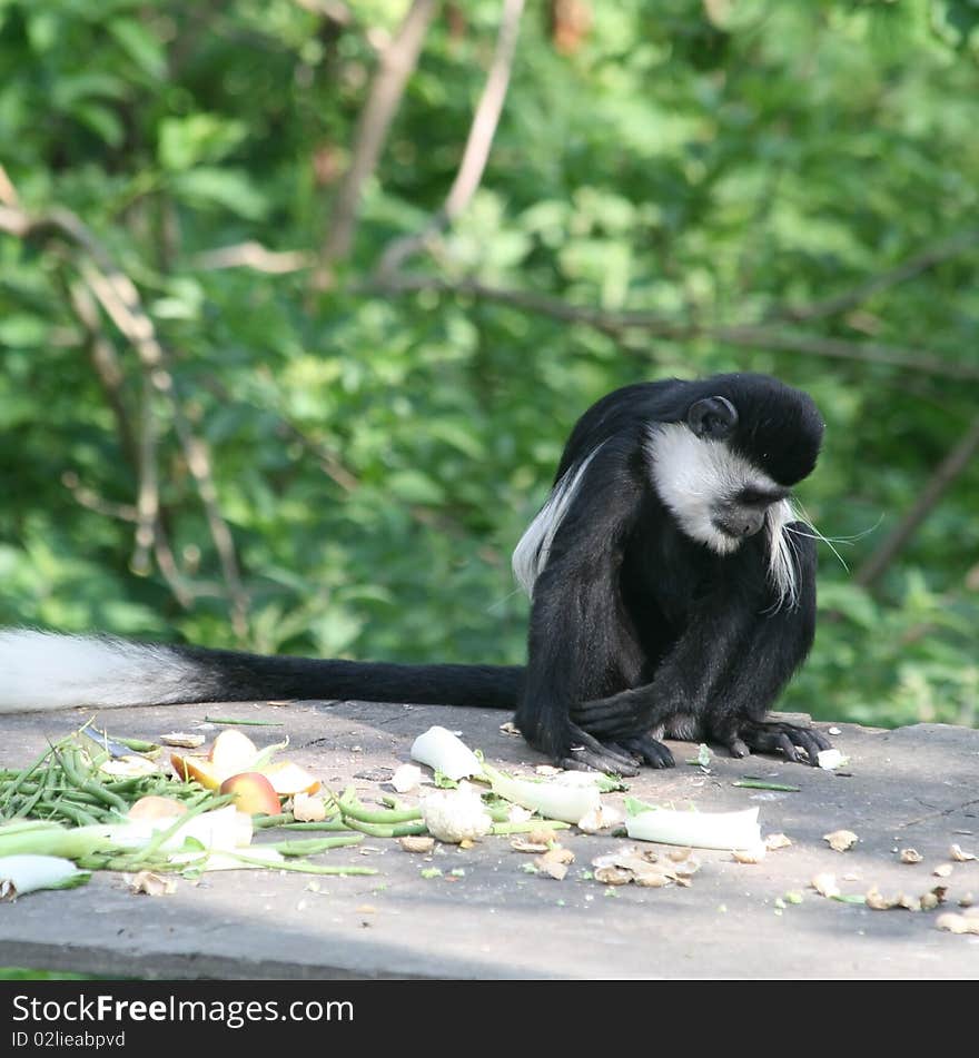 Black and White Colobus Monkey 6