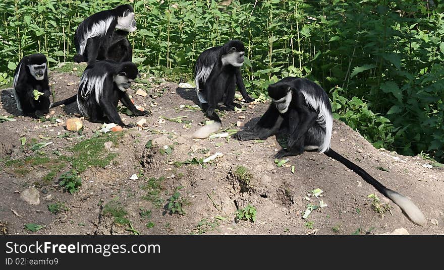 Black and White Colobus Monkey 7