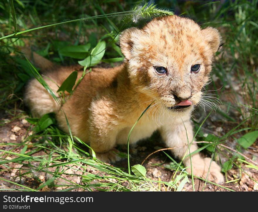 The young lion hides in a grass