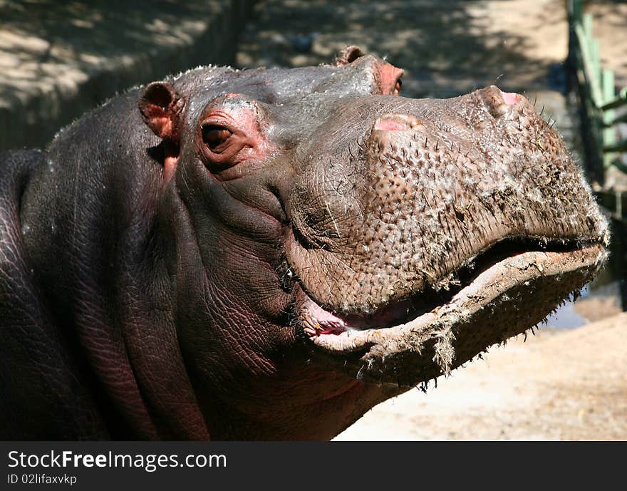 Hippopotamus close up in a zoo