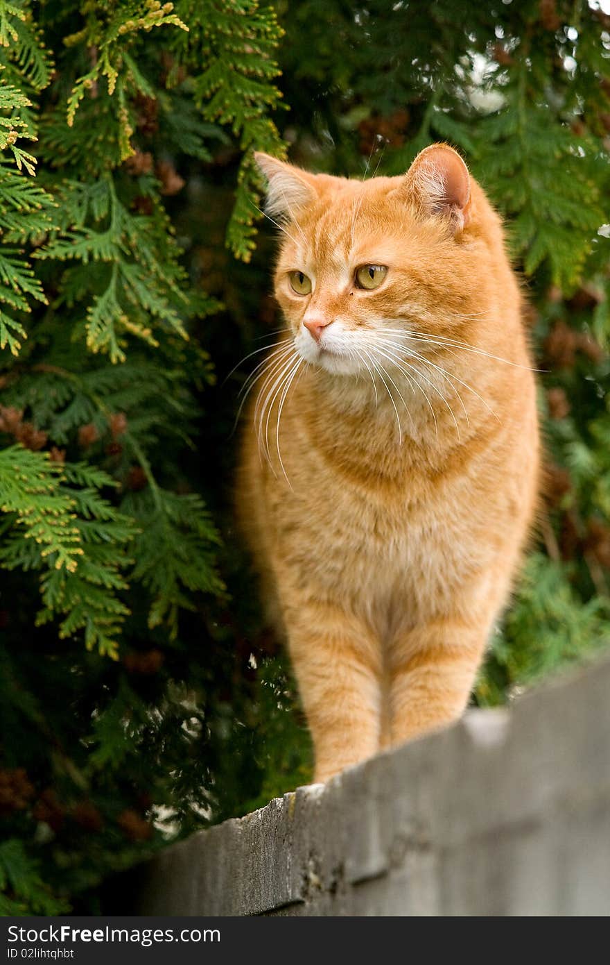 A nice cat lookalike Garfield.