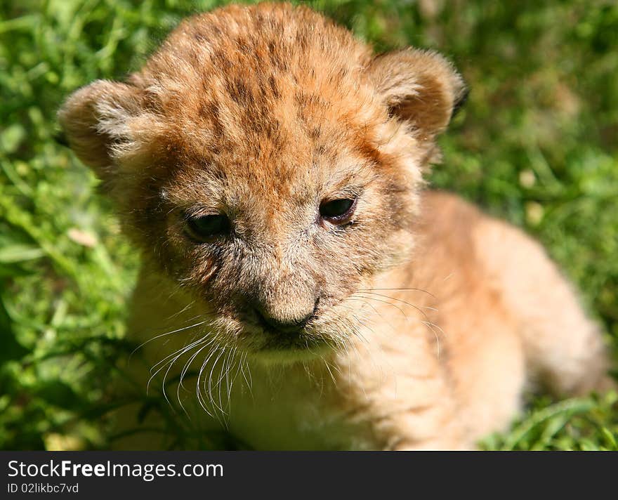 Young lion against a grass. Young lion against a grass