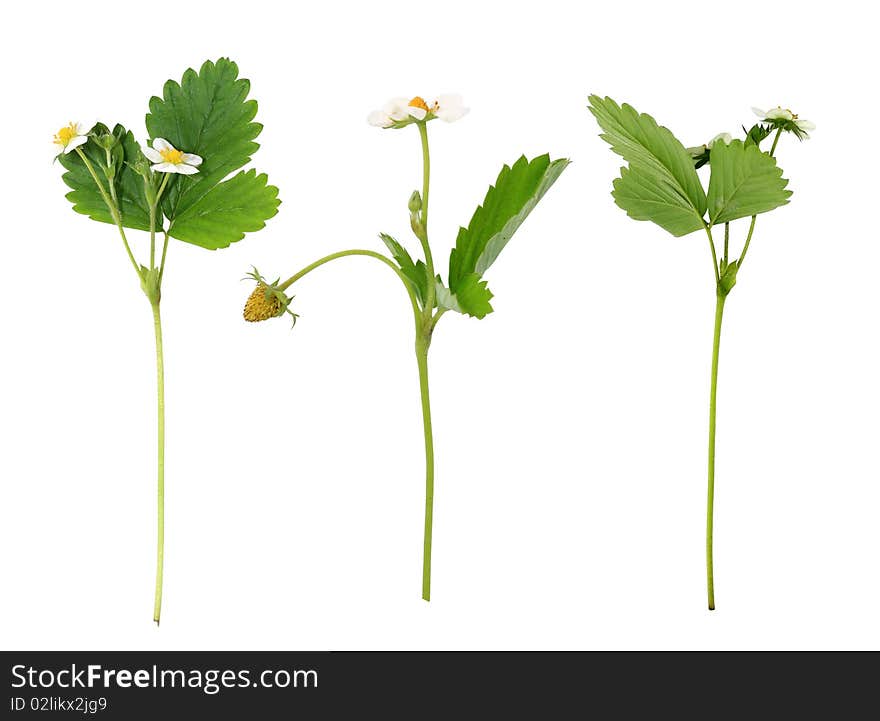 Blooming bush of strawberries on the white background