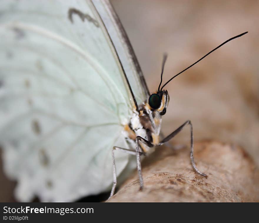 Morpho Polyphemus