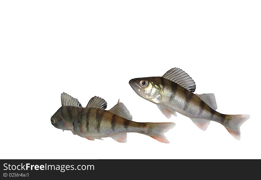 Swimming perches on white  background