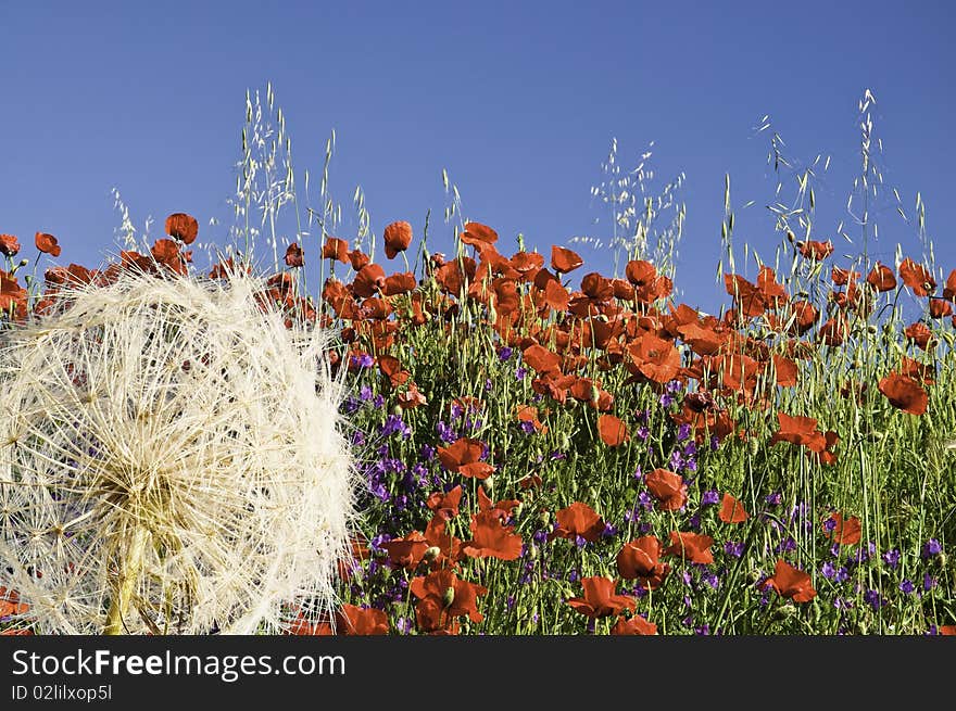 A Field Of Poppies