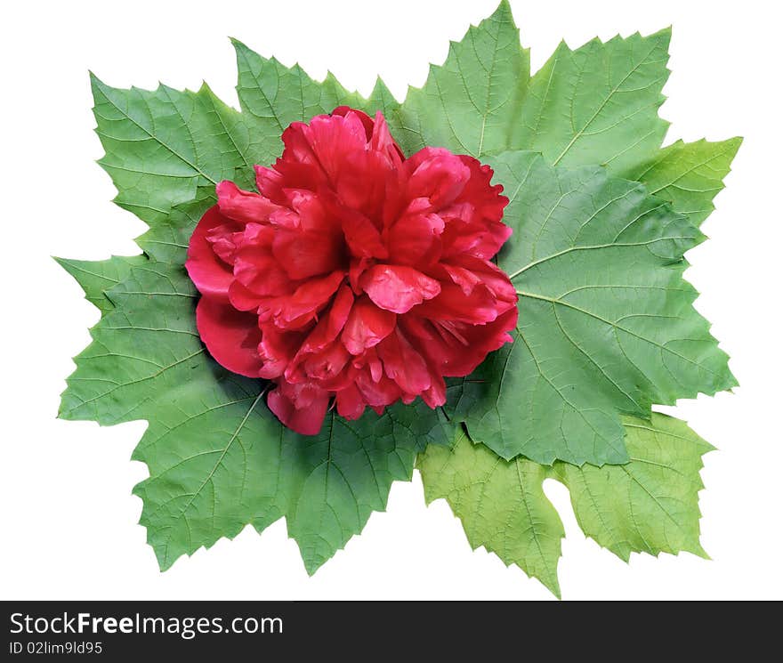 Medallion from leaves of grapes with a red peony. Isolated on white. Medallion from leaves of grapes with a red peony. Isolated on white.