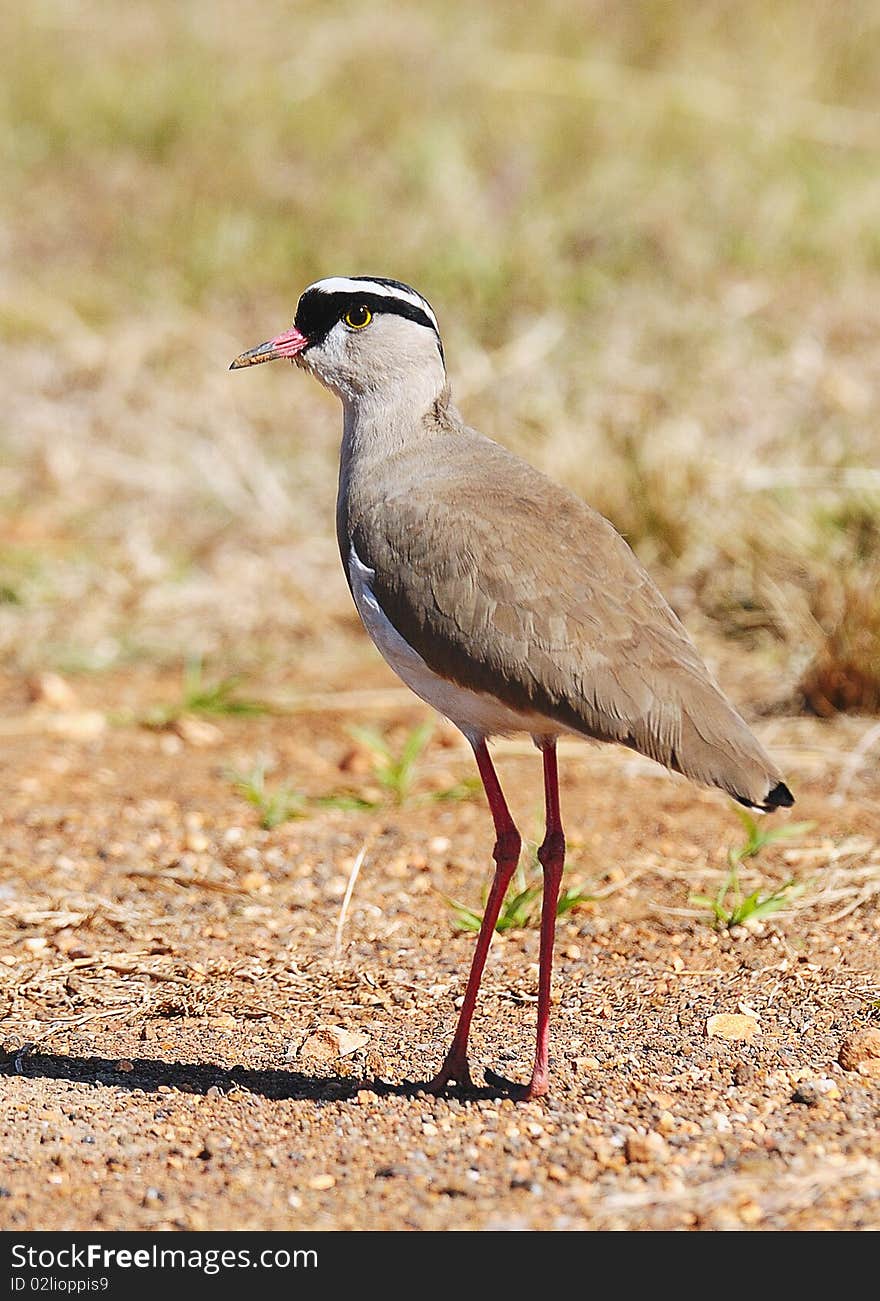 Crowned lapwing