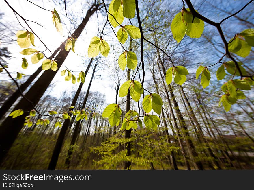 Low angle photo of beech canopy. Low angle photo of beech canopy