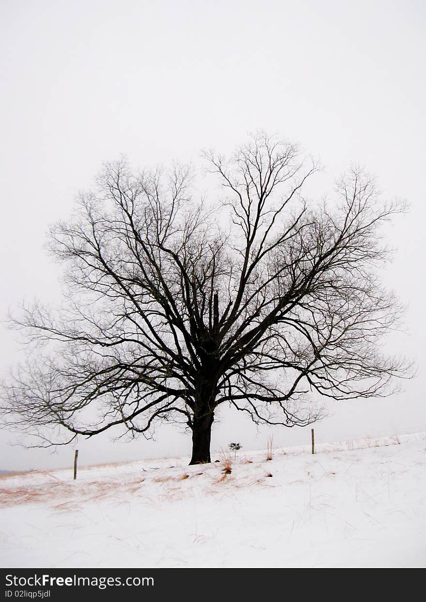 A tree in snow during winter in a white landscape. A tree in snow during winter in a white landscape.