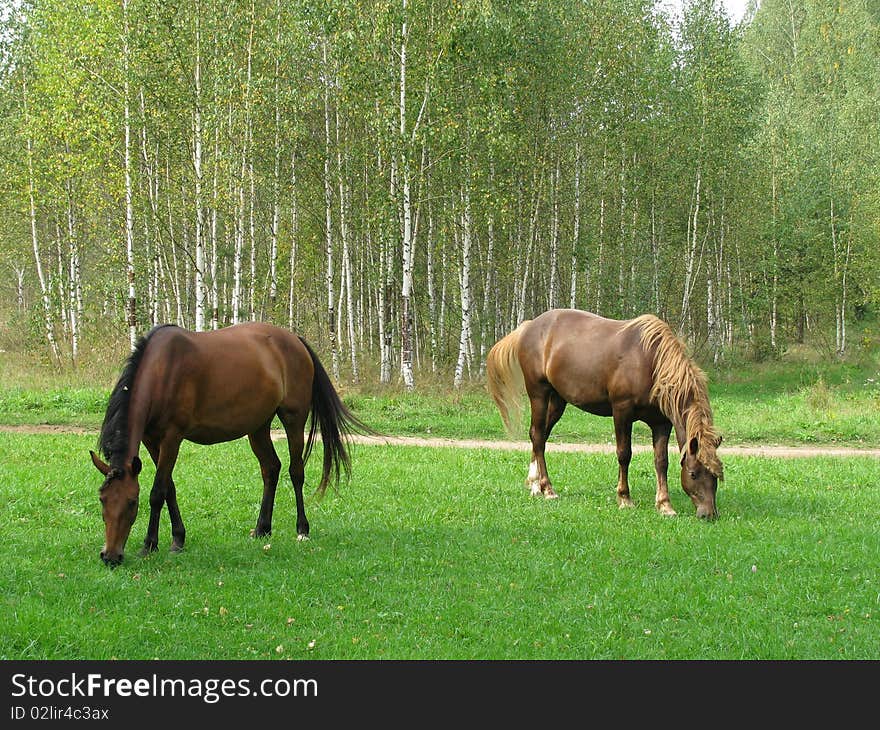 Horses graze on glade