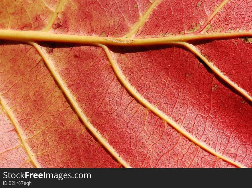 The veins of falling leaf. The veins of falling leaf