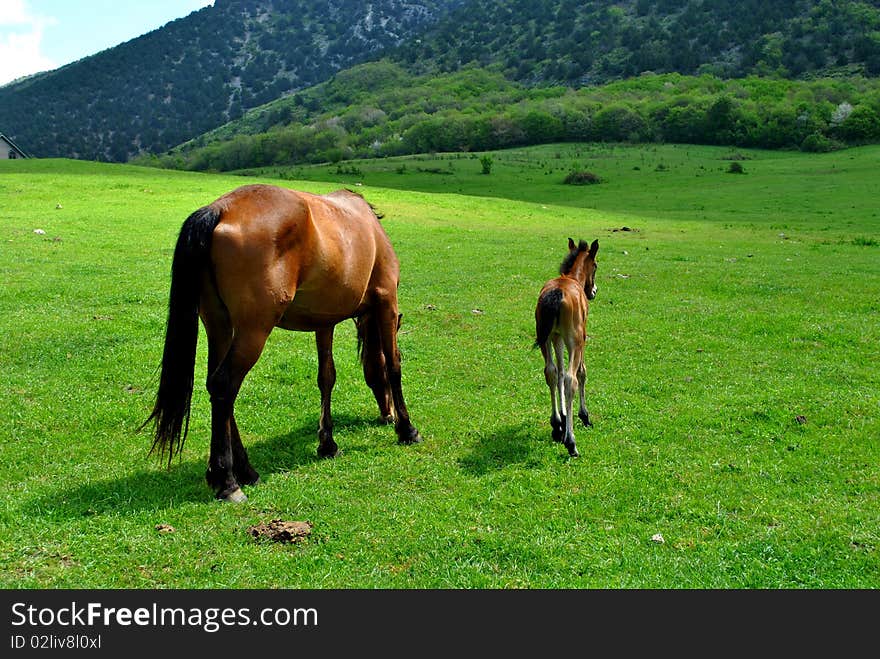 Brown horse on green field with stallion. Brown horse on green field with stallion