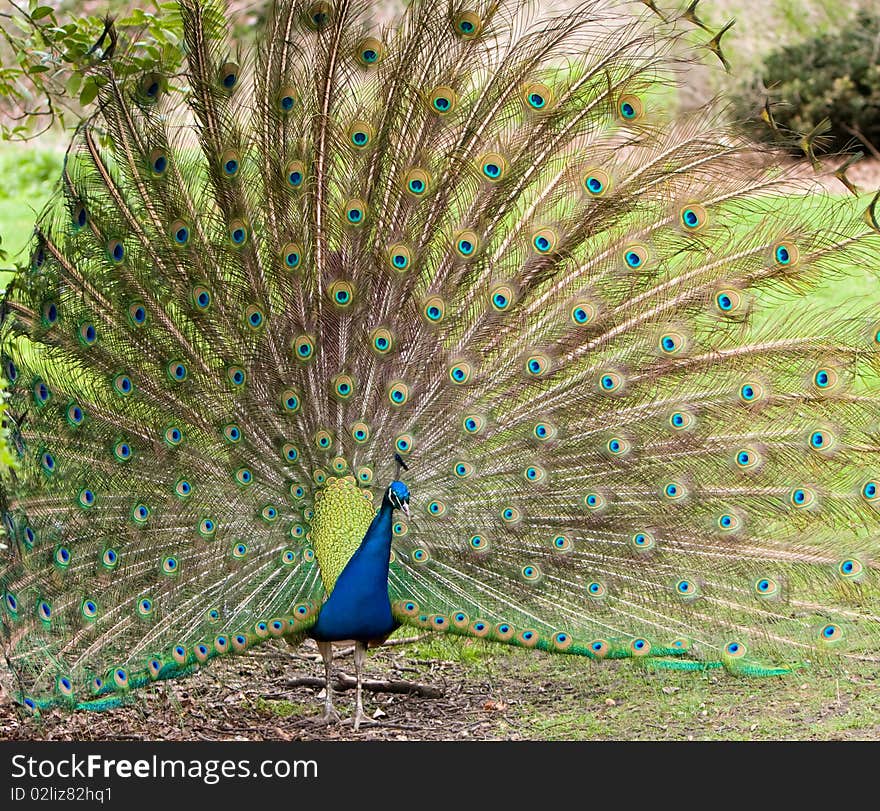 Peacock Displaying Feathers