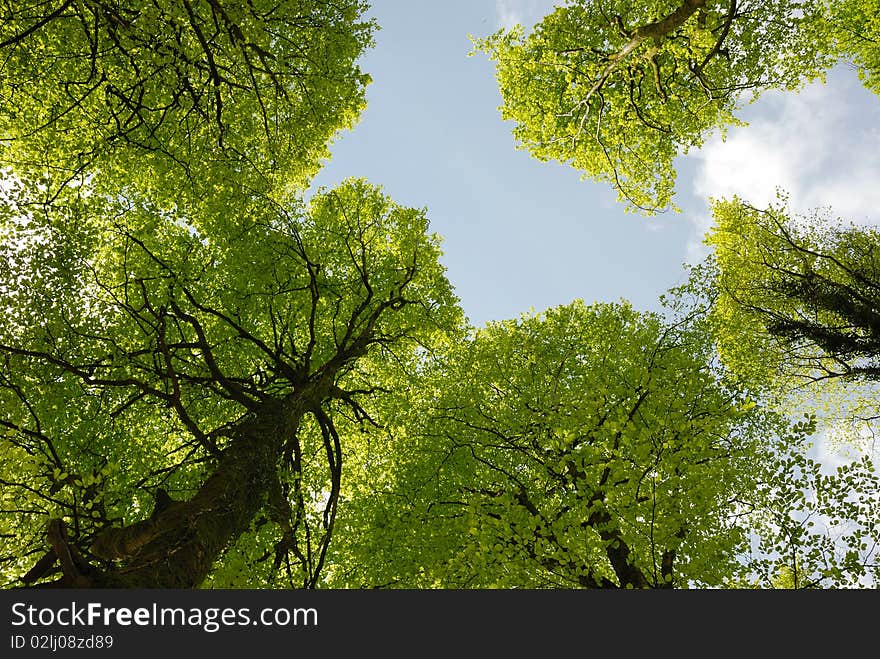 Woodland in Spring in Brittany. Woodland in Spring in Brittany