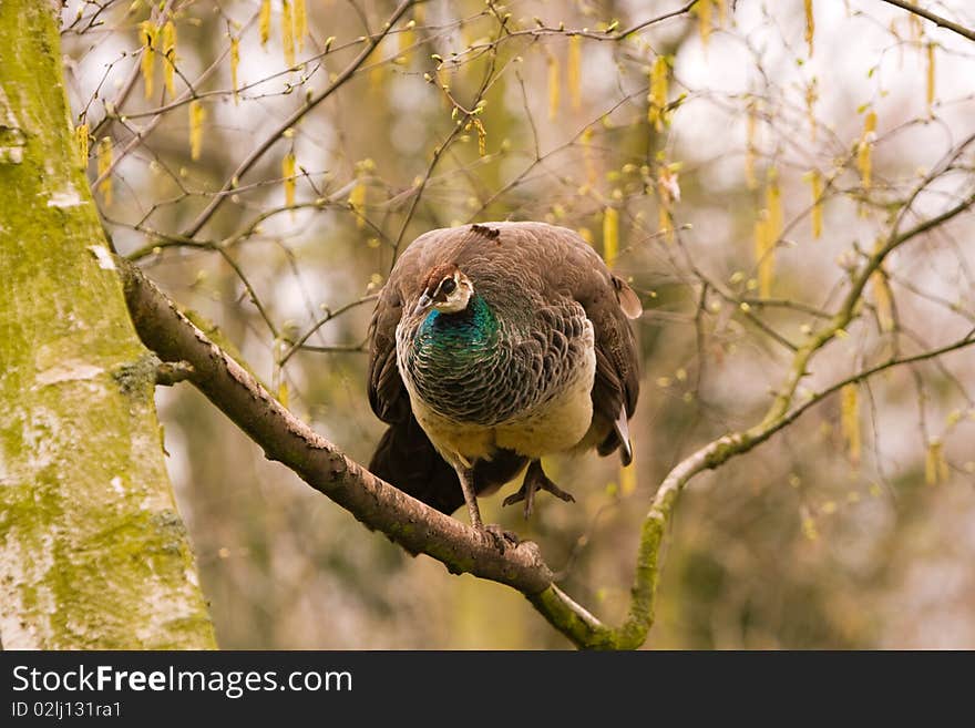 Peahen in a tree