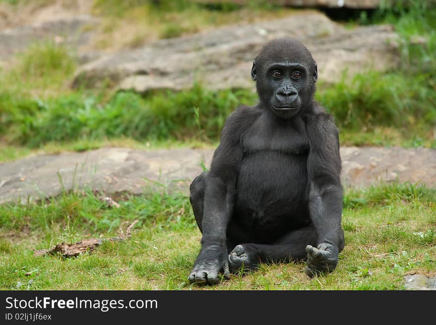 Close-up of a cute baby gorilla