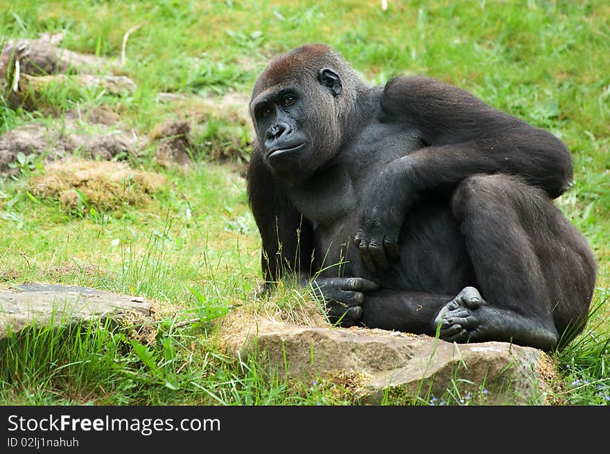 Close up of a big female gorilla