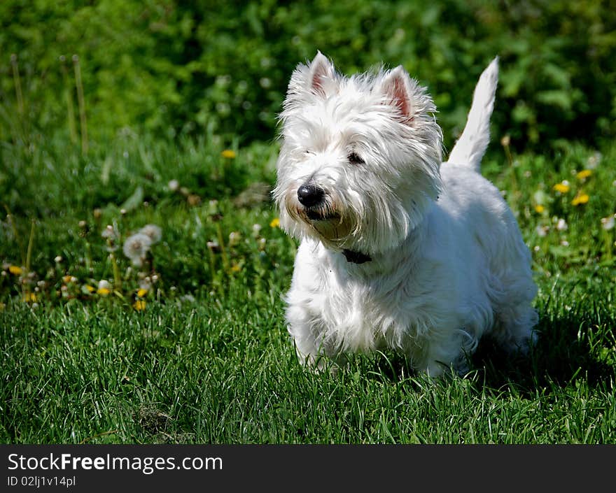 Little dog in the grass. Little dog in the grass