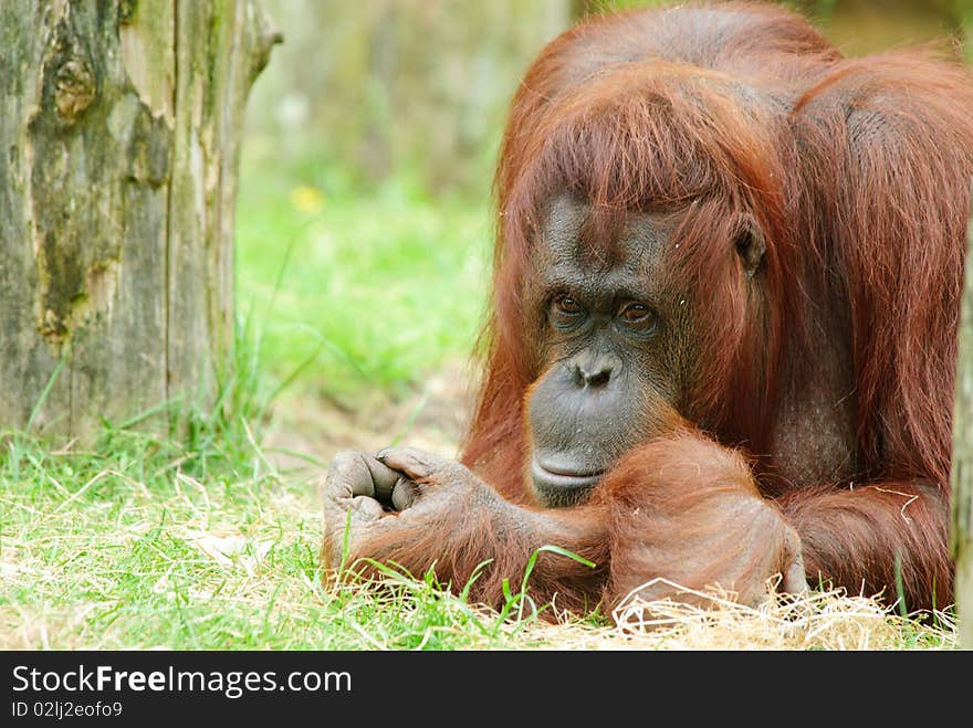 Cute orangutan on the grass