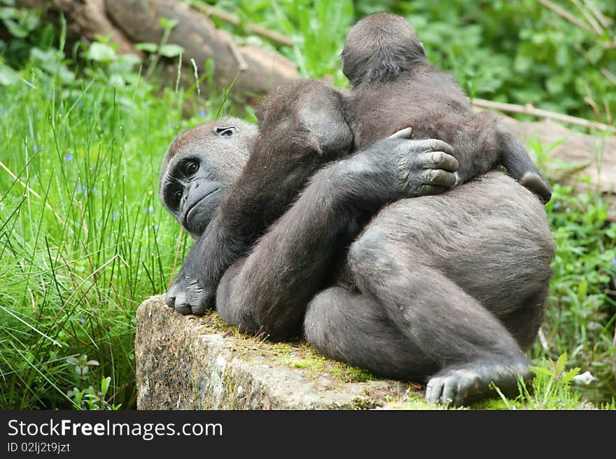 Cute baby and mother gorilla