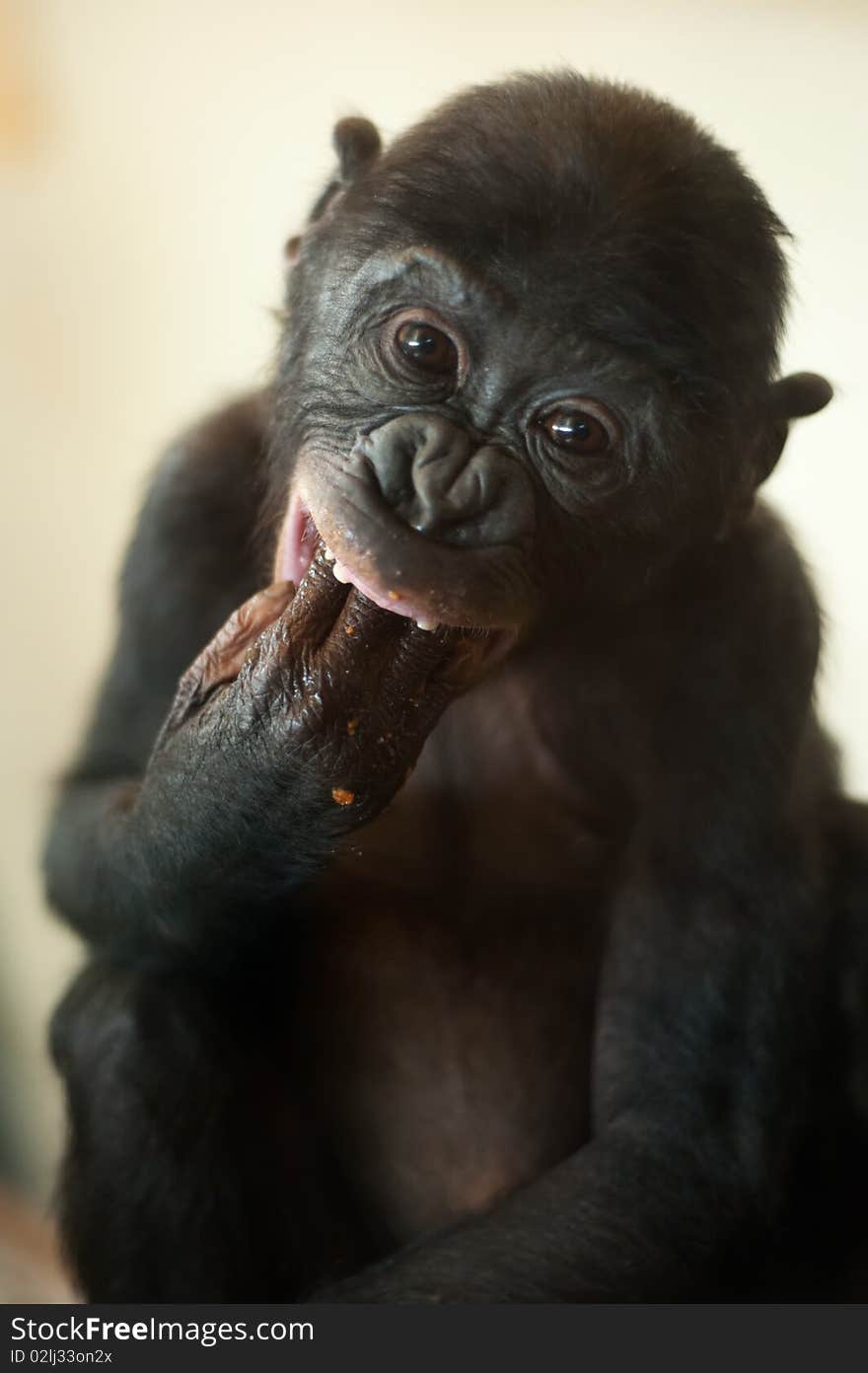 Cute baby Bonobo monkey