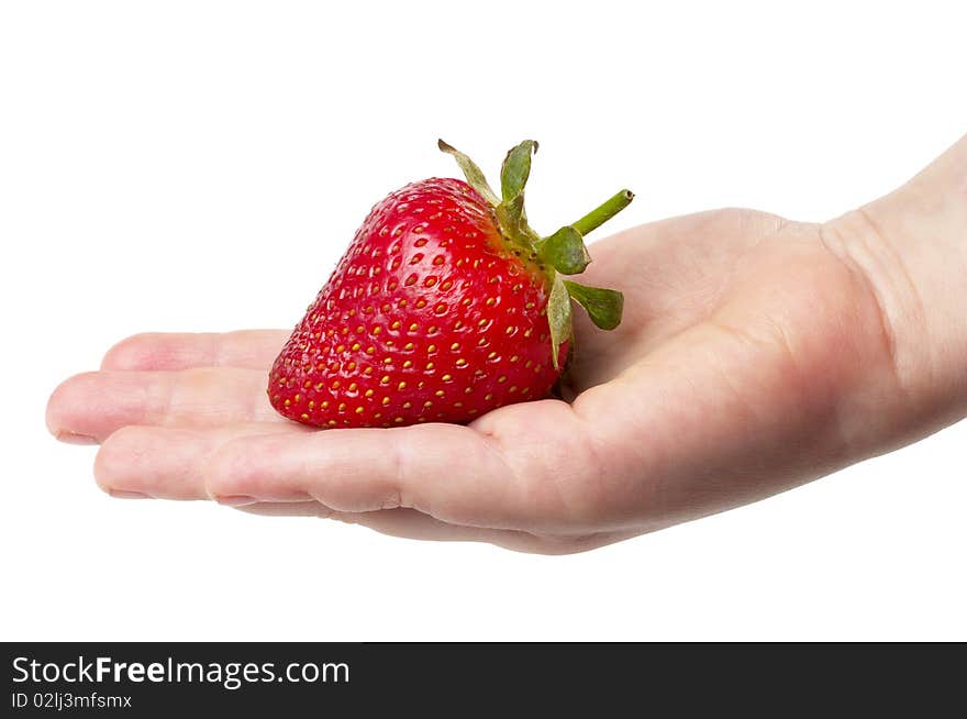 Ripe strawberry in the child's hand isolated over white background. Ripe strawberry in the child's hand isolated over white background