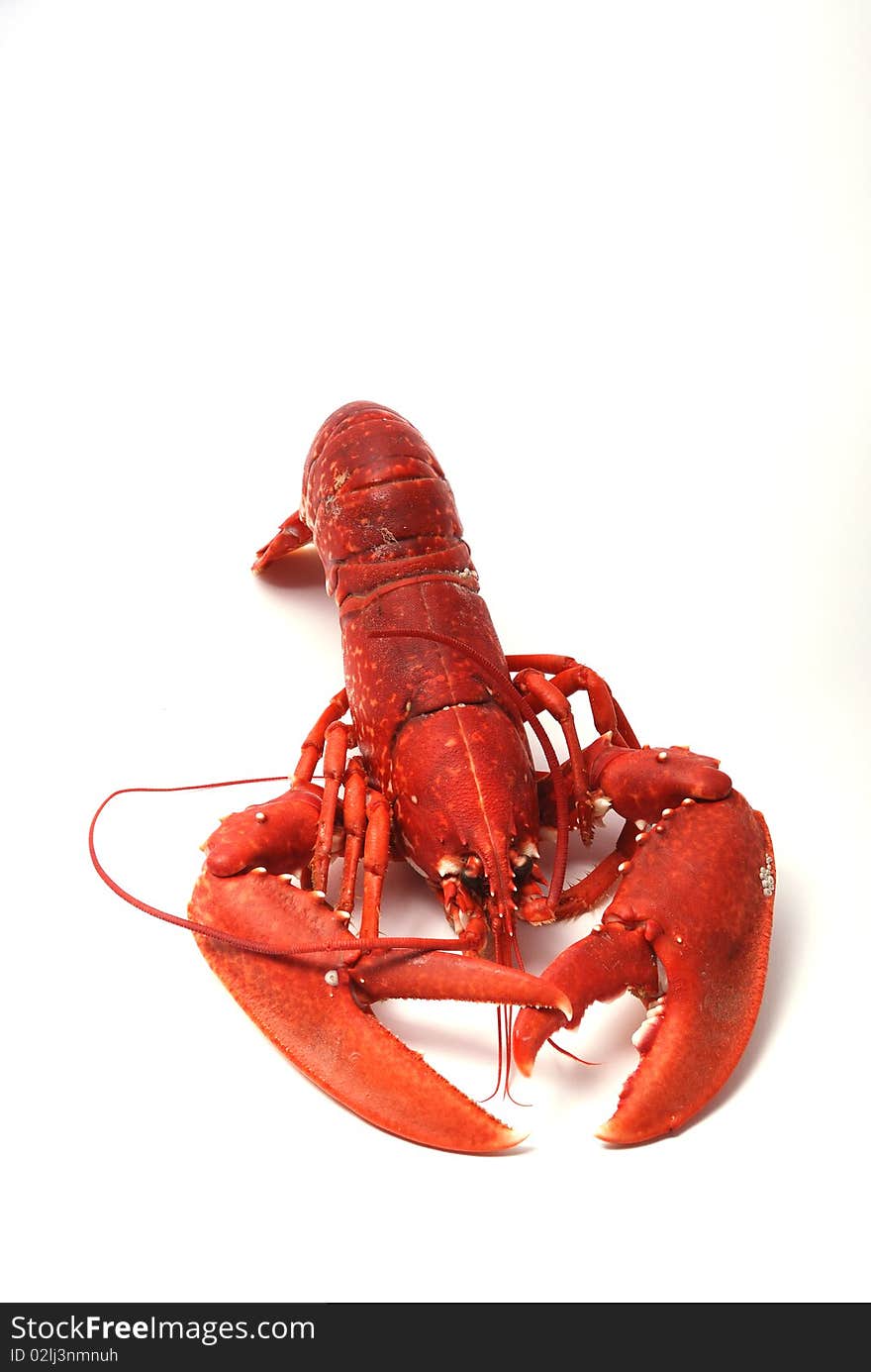 Breton lobster.