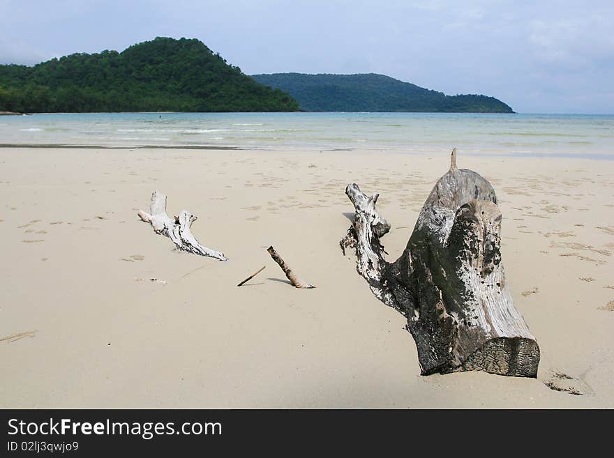 Driftwood On The Beach