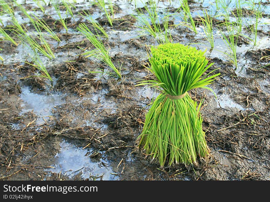 Rice Plants, South of Thailand