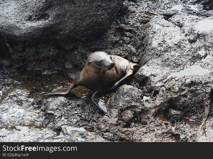 Baby sea lion