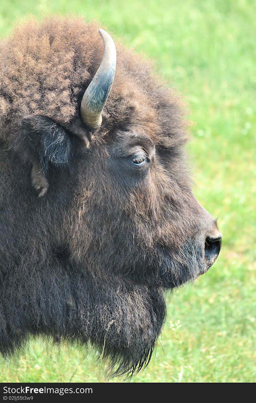 A buffalo in a field alone