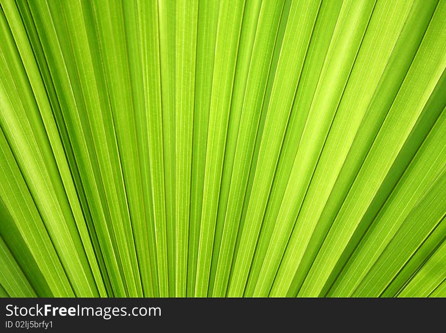 Beautiful green Leaf texture background