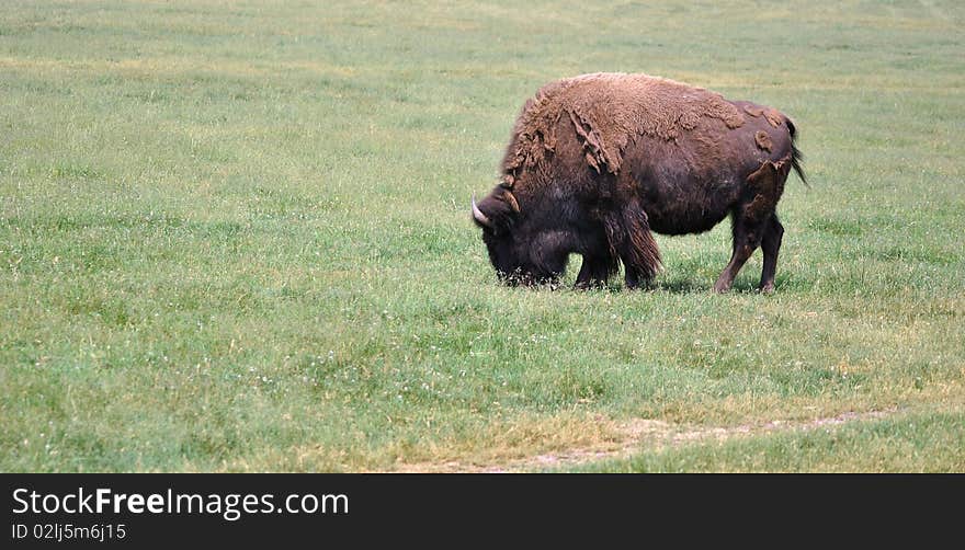 A Buffalo In A Field Alone