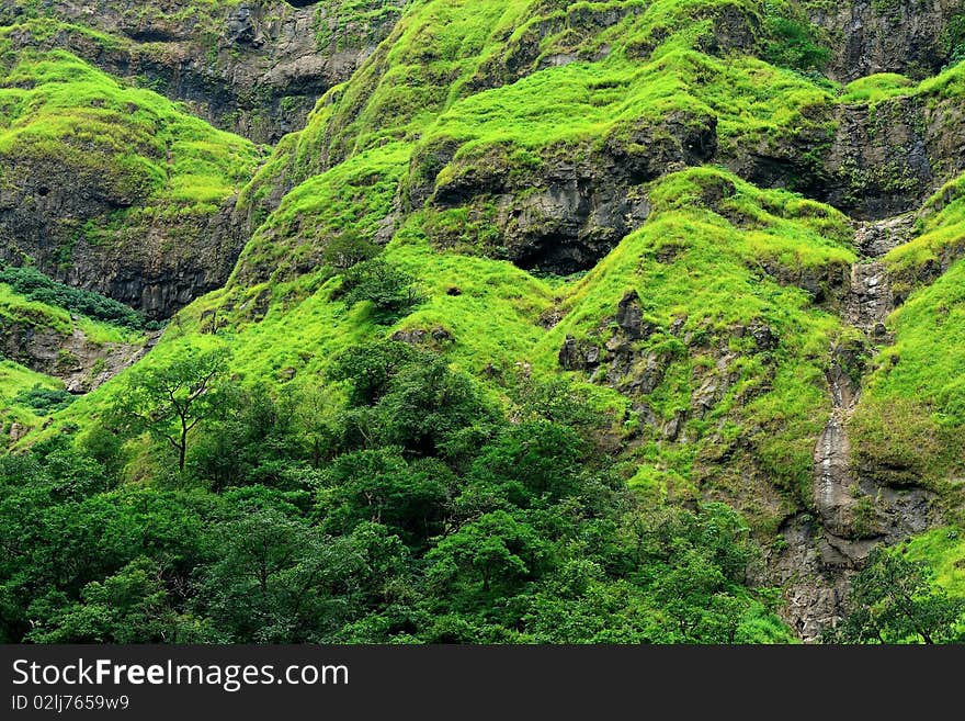 A beautiful green patches during the season of monsoon. A beautiful green patches during the season of monsoon.