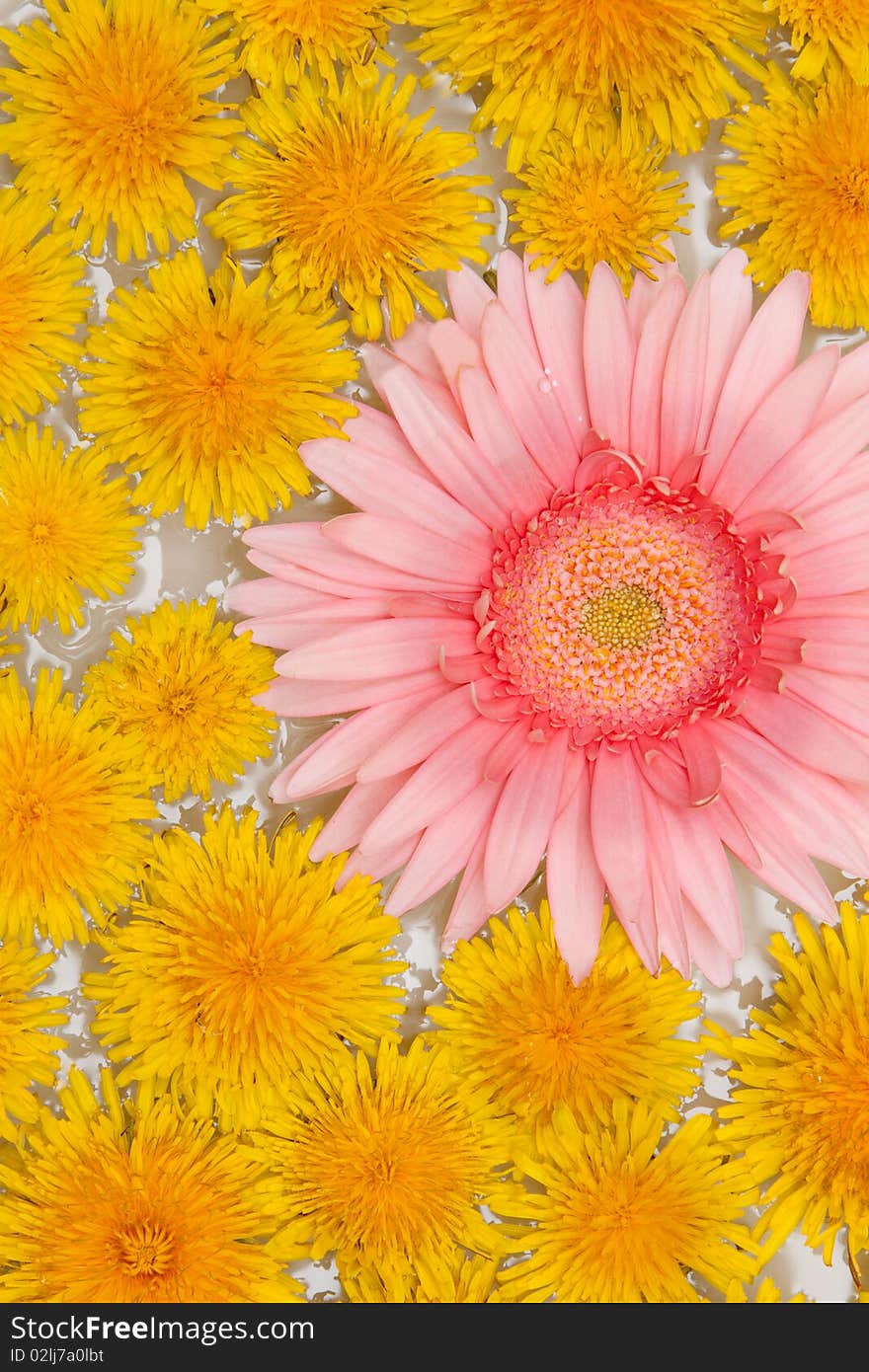 Yellow dandelions and red gerbera sail on water by background