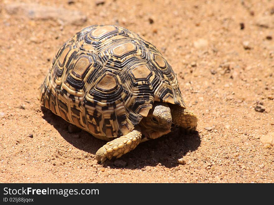 A young leopard tortoise crossing open ground in an African national park.