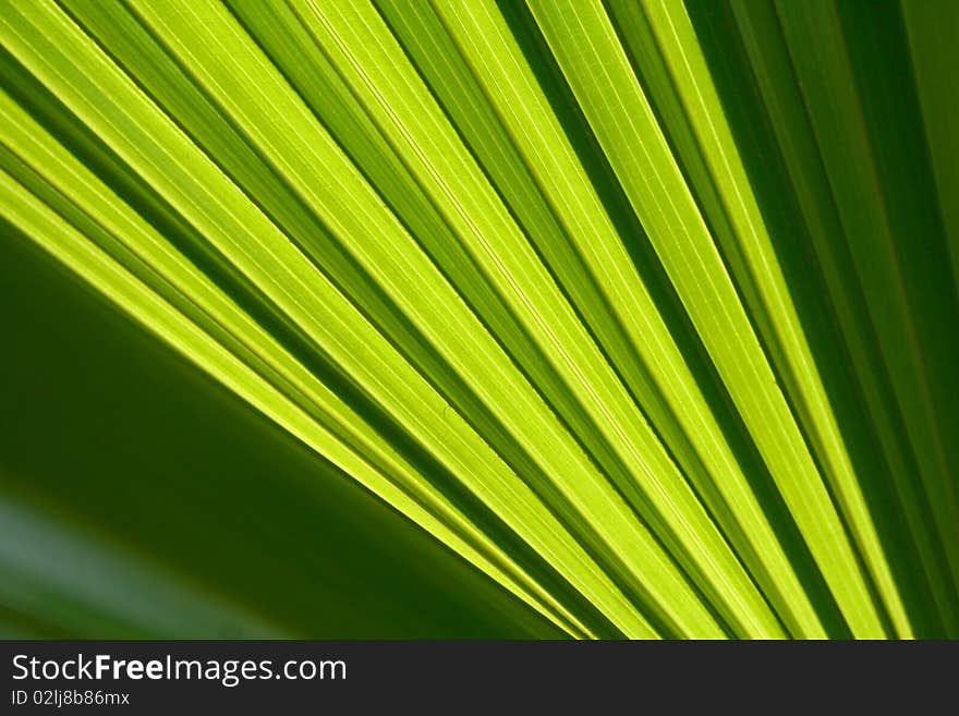 Leaf texture background