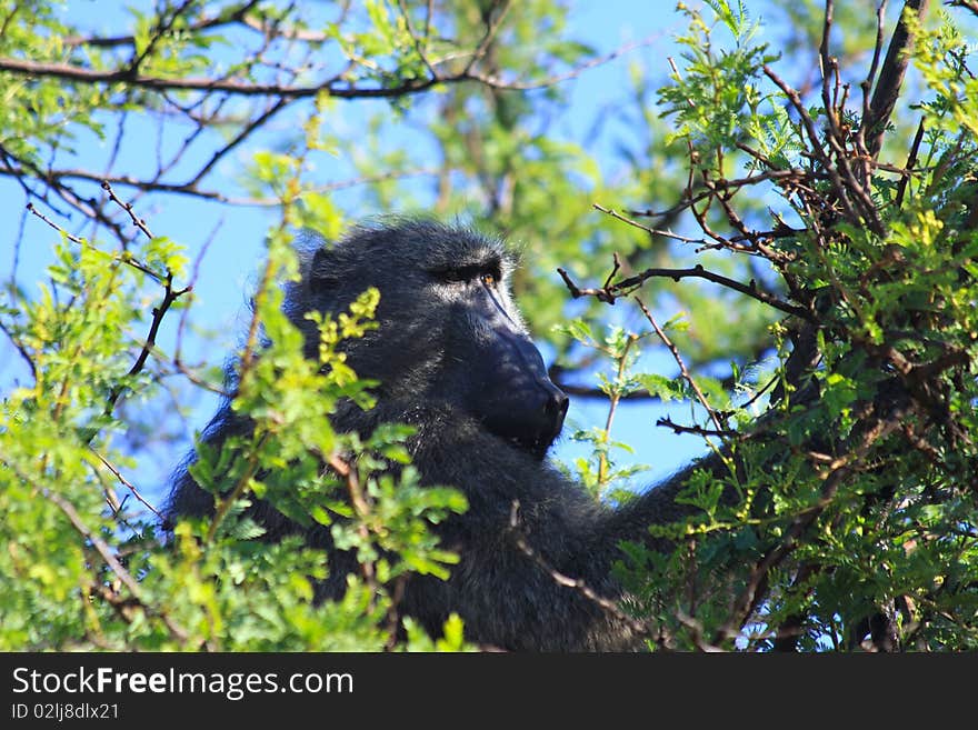 Large male chacma baboon resting in a thorn tree as the sun rises over an African national park. Large male chacma baboon resting in a thorn tree as the sun rises over an African national park.