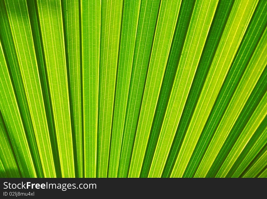 Leaf Texture Background